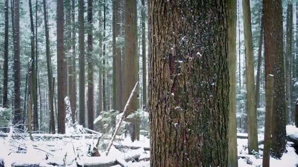 Переміщення минулого дерева Стовбур в снігопаді — стокове відео