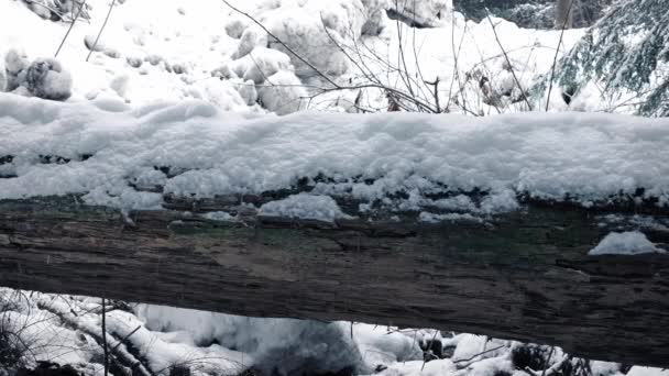 Mover pasado nevado cubierto de registro en el bosque — Vídeos de Stock