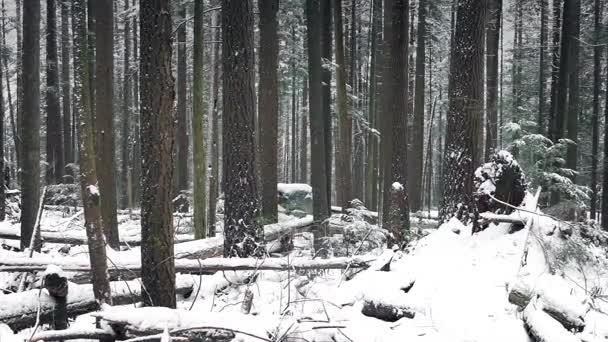 Mooie Winter Forest In sneeuwval — Stockvideo