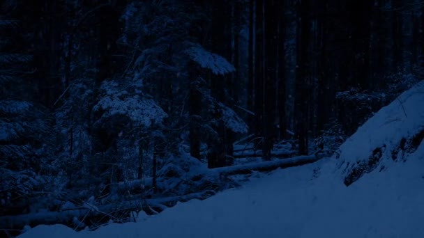Snöig bana i skogen på natten — Stockvideo
