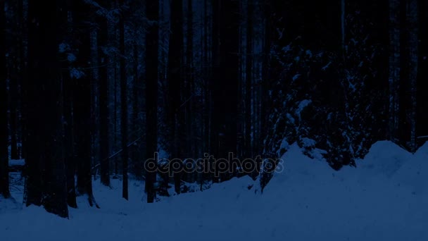 Bosque nevado por la noche — Vídeo de stock