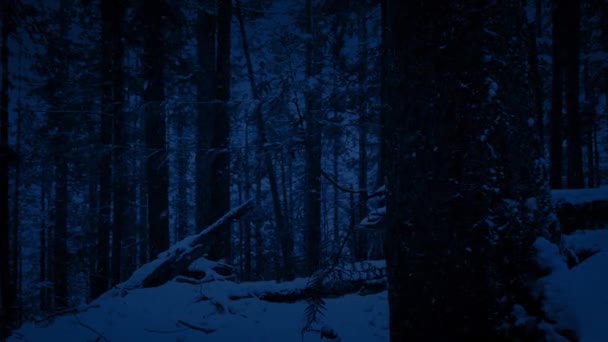 通过树在夜间降雪 — 图库视频影像