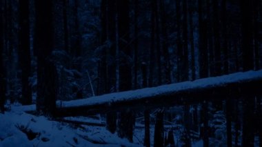 Geçen gece kar yağışı düşmüş ağacında