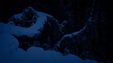 Geceleri karda gömülü geçen ağaçlar