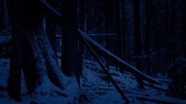 Düşmüş geçen Snowy orman geceleri günlükleri