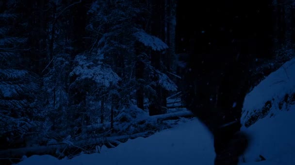 Man går i snöiga skogen på natten — Stockvideo