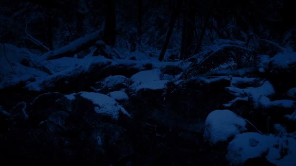Pasando el Río Bosque en las nevadas por la noche — Vídeo de stock