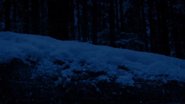 Pasando el tronco cubierto de nieve por la noche — Vídeo de stock