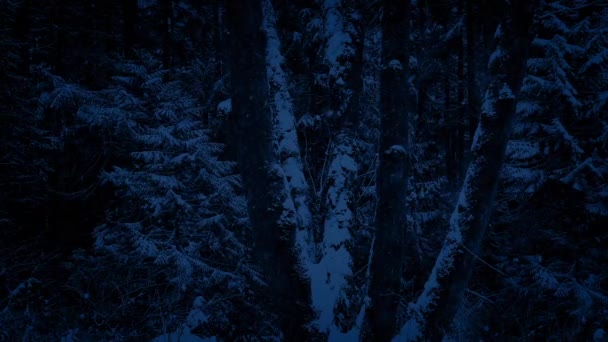 Pasando árboles en tormenta de nieve por la noche — Vídeo de stock