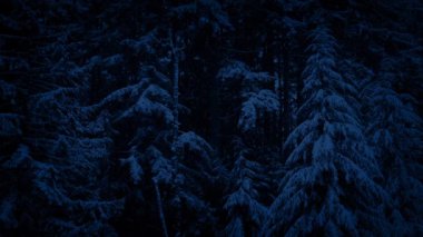 Snowy orman manzarası, gece
