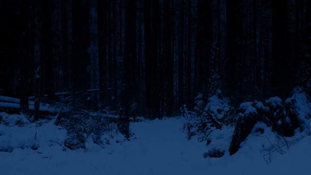 Путь через снежный лес ночью — стоковое видео