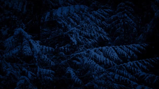 Árbol de pino en nevadas por la noche — Vídeo de stock