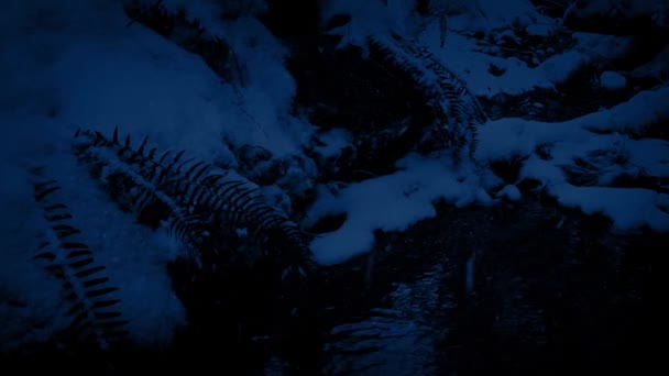 Pasando el arroyo en el bosque nevado por la noche — Vídeo de stock