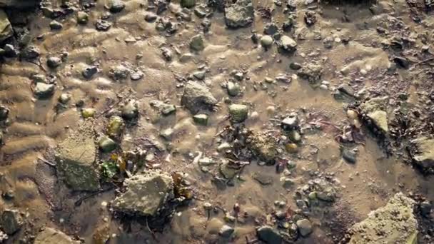 POV se déplaçant sur la plage à marée basse — Video