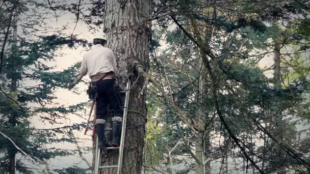 Chirurgien des arbres travaillant jusqu'à échelle — Video