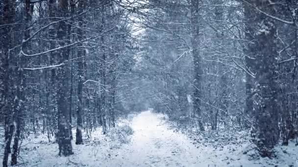 Snöfall på väg genom skogen — Stockvideo