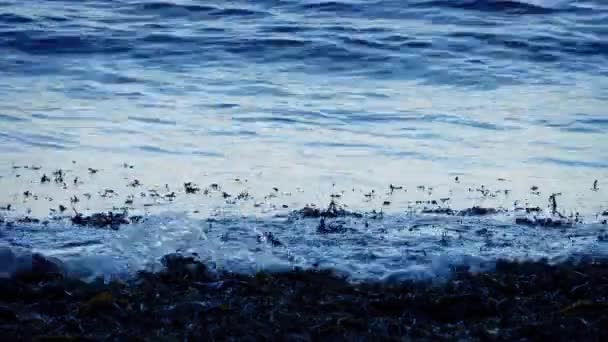 Waves Breaking On Seaweed In The Evening — Stock Video