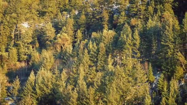 Мимо деревьев на склоне в золотом вечернем свете — стоковое видео