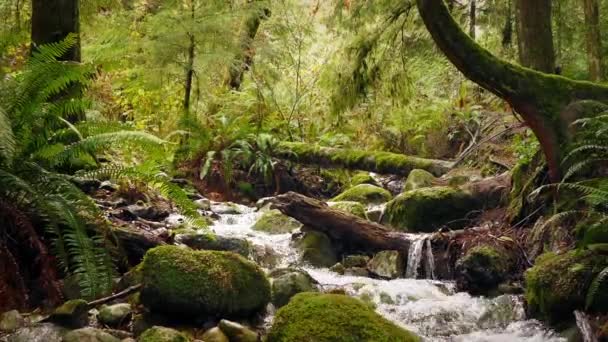 Passage de la rivière dans la forêt d'été 