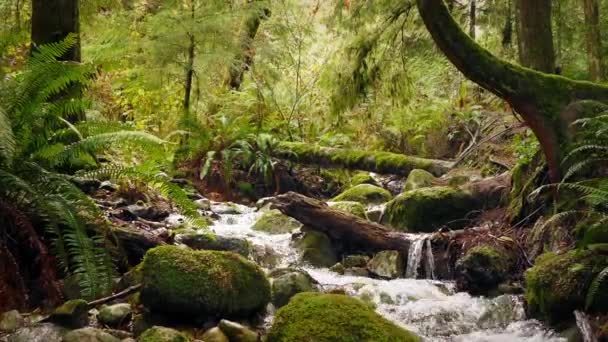 Im Sommerwald am Fluss vorbei — Stockvideo