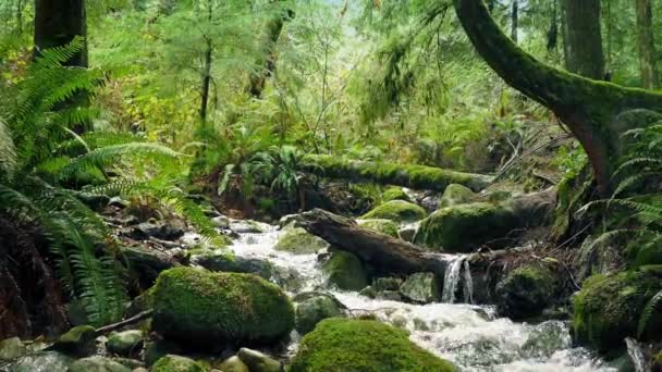 Tournage panoramique de la rivière Forest 