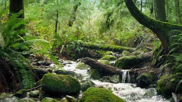 Landschaftlich reizvoller Waldfluss — Stockvideo