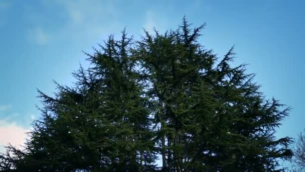 Vent fort Déplacement groupe d'arbres 