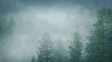 Vahşi orman yağış hareket sis