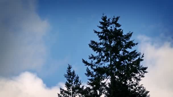 Albero retroilluminato da drammatico cielo blu — Video Stock