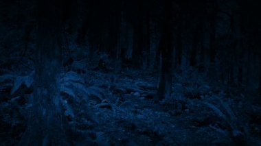 Woodland ile gece hareketli