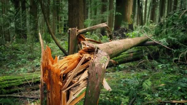 Arbres tombés après le temps orageux — Video