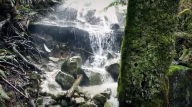 Geçen ağacın yanında şelale