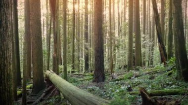 Gün batımında huzurlu orman yavaşça