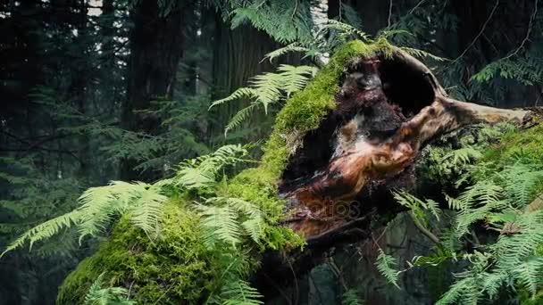 Passing Old Growth Tree With Ferns Growing Off It — Stock Video