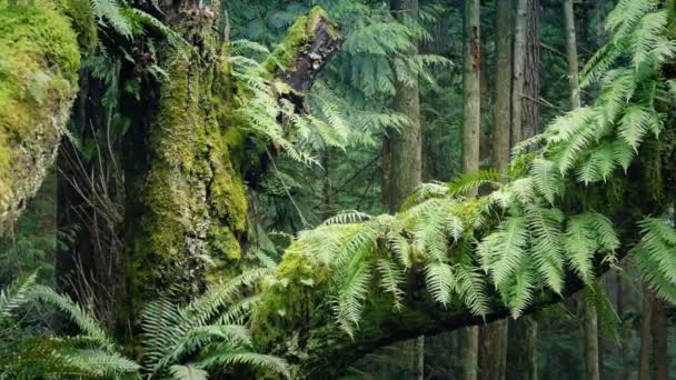 Déménagement d'un vieil arbre de croissance dans la forêt — Video