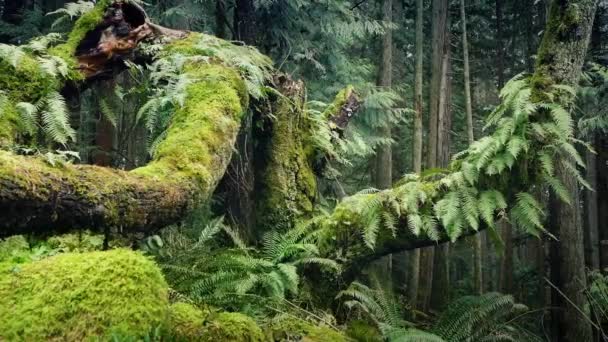 通过大型的古老树木在夏天森林 — 图库视频影像