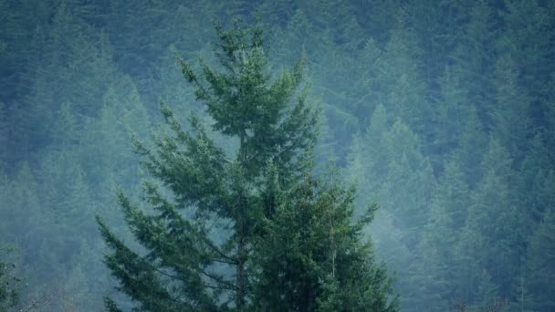 Mglisty las w opady deszczu — Wideo stockowe