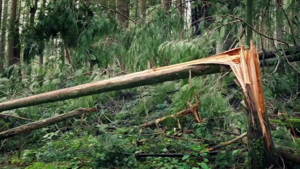 Проезжая мимо сломанного ствола дерева после шторма — стоковое видео
