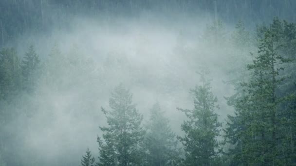 Lluvia y niebla en bosque salvaje — Vídeo de stock