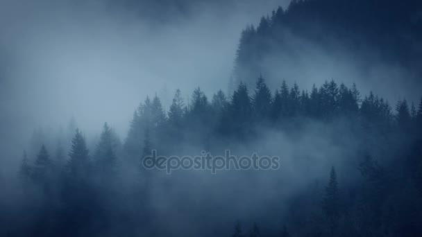 Moody paysage forestier enveloppé dans le brouillard — Video