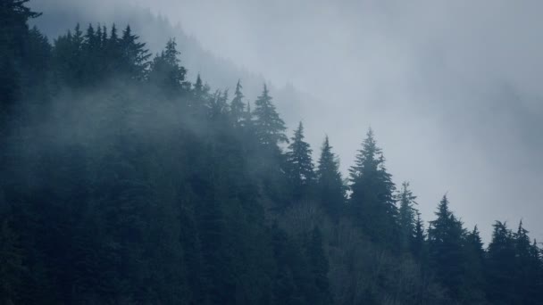 Niebla moviéndose sobre árboles en la naturaleza — Vídeos de Stock