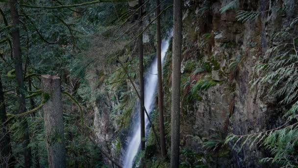 Caída de agua por la cara de roca en el bosque escénico — Vídeo de stock
