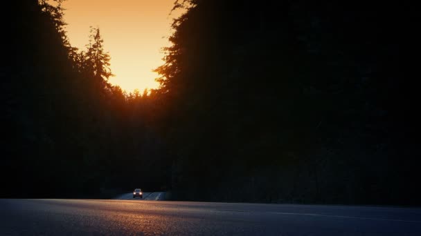 Carro dirige na floresta na noite de verão — Vídeo de Stock