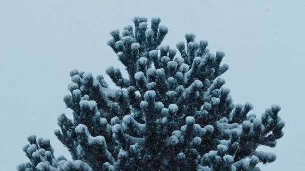 Bushy Pine Tree In Heavy Snowfall — Stock Video