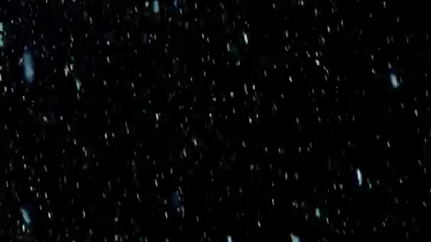 Neve caindo no preto - Looped — Vídeo de Stock