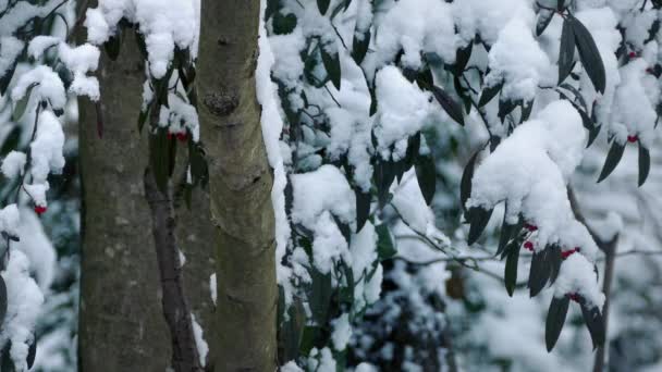 Bäume mit Beeren im Schneefall — Stockvideo