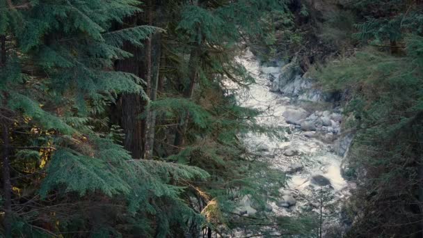 Forest scène van de rivier In de avond — Stockvideo