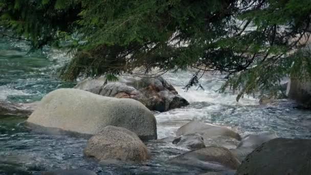 Baum über Gebirgsfluss — Stockvideo