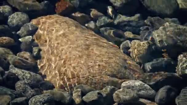 Roca en la cama del río en la luz del sol Rippling — Vídeos de Stock