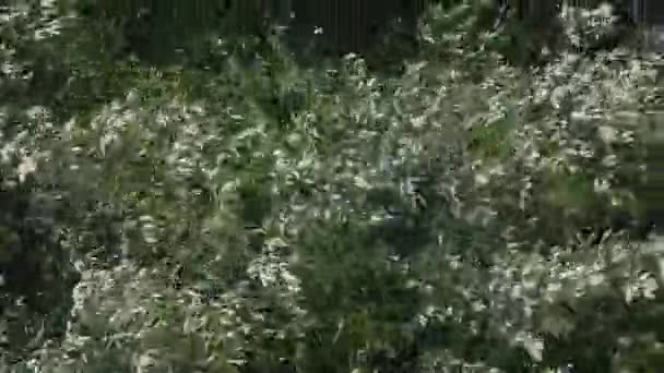 Branches d'arbre dans le vent de force de vent 